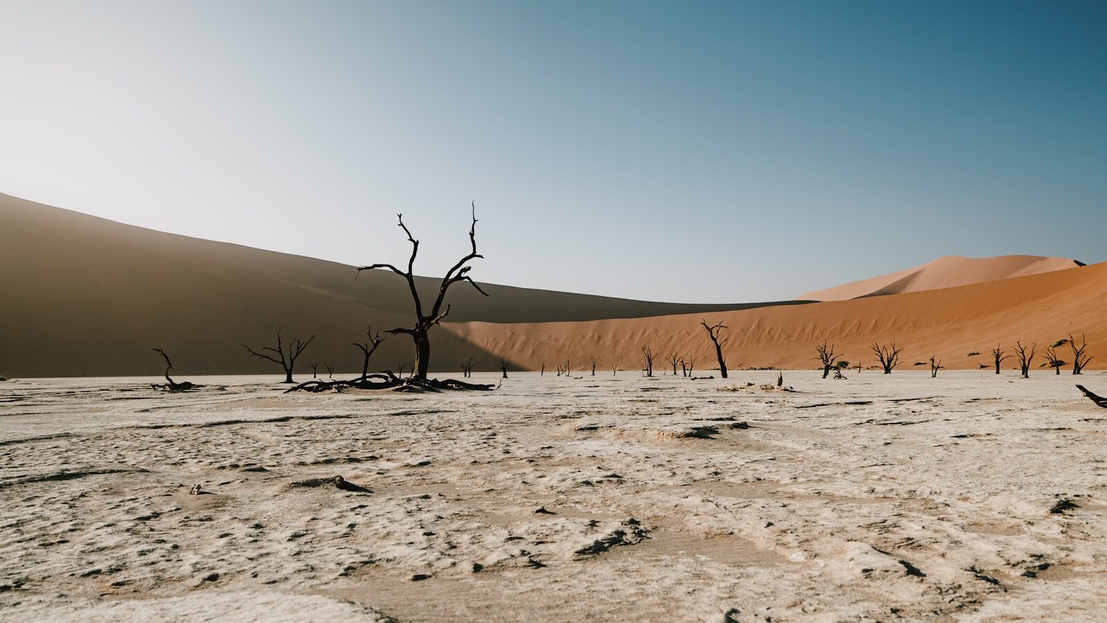 Trademark Law & Digital Branding